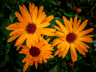 Dettagli di fiori e piante (Liguria)