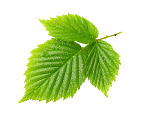 Raspberry leaf with natural healthy green texture