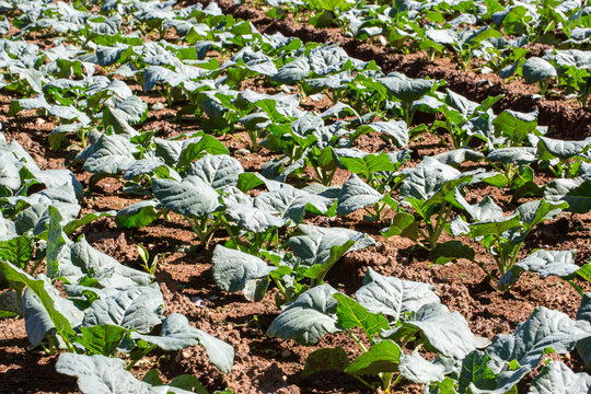 Rows of green broccoli plants