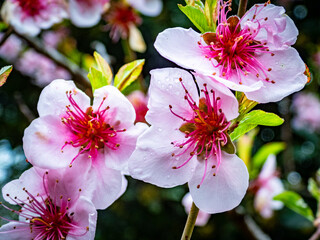 Dettagli di fiori e piante (Liguria)
