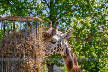 A photo of a gife eating hay from a cage
