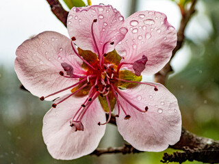 Dettagli di fiori e piante (Liguria)