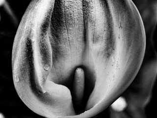 Dettagli di fiori e piante (Liguria)