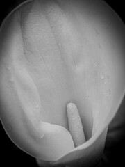 Dettagli di fiori e piante (Liguria)