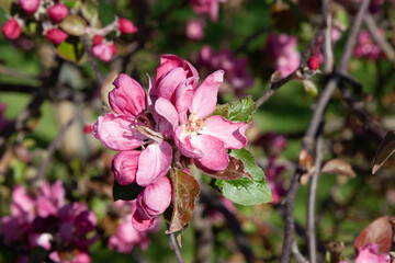 Apple tree blossoming Beautiful bright pink flowers of ornamental apple tree. Magenta flowers close-up. Spring background. Blooming apple tree in the park.