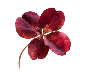 Healthy Red Clover leaf cluster vibrant texture