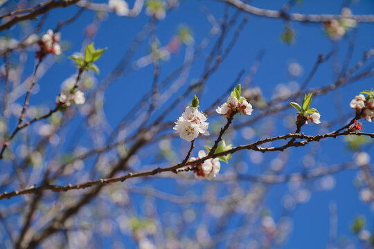 White blossoms on branches against blue sky, signifying the arrival of spring