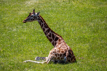 A photo of a gife sitting in the grass