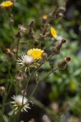 wild flowers in the garden
