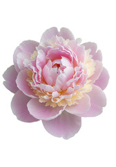 Delicate pink peony close-up (1)