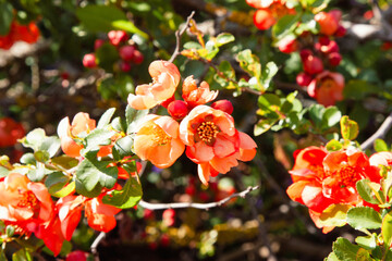 Orange, coral flowers. Bright orange, delightful quince flowers in spring. It is a beautiful shrub...