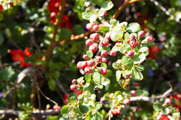 Obraz premium Orange, coral flowers. Bright orange, delightful quince flowers in spring. It is a beautiful shrub with green leaves and large coral flowers. Natural background with spring blossoms for wallpaper