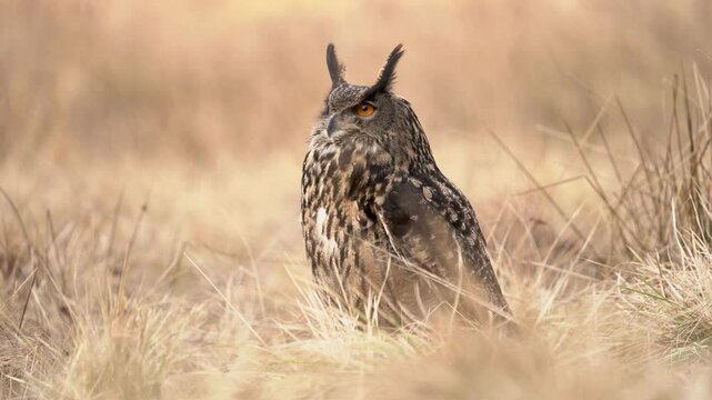 Eurasian eagle owl is sitting in tall grass in calm sunny day.