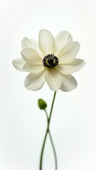 White flower with black center, isolated on white background