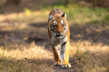 wild female bengal tiger or panthera tigris walking head on safari trail during morning territory...