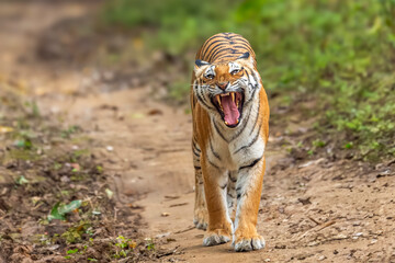 wild bengal female tiger or panthera tigris with angry face expression territory patrol mock...