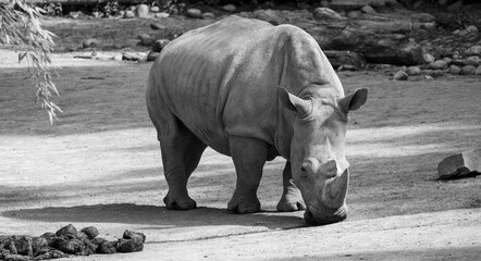 Close-up of a rhino in the zoo in black and white © Karina