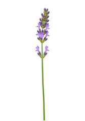 Naklejka premium Lavender flower stalk