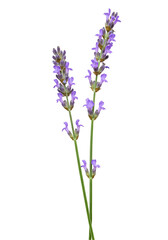 Naklejka premium Lavender sprig close-up (6)