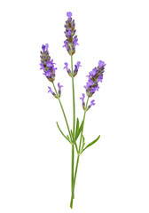 Naklejka premium Lavender sprig close-up (7)