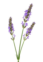 Obraz premium Lavender sprig close-up (15)