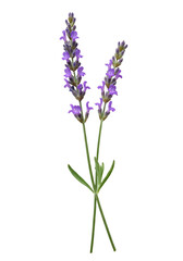 Fototapeta premium Lavender sprigs against black background