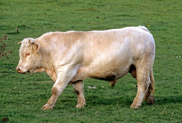 Vache, Taureau race Charolais