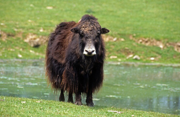 Yack, Bos grunniens