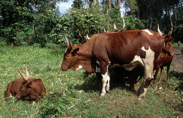 Vache, race à grandes cornes, femelle et jeune, République Démocratique du Congo