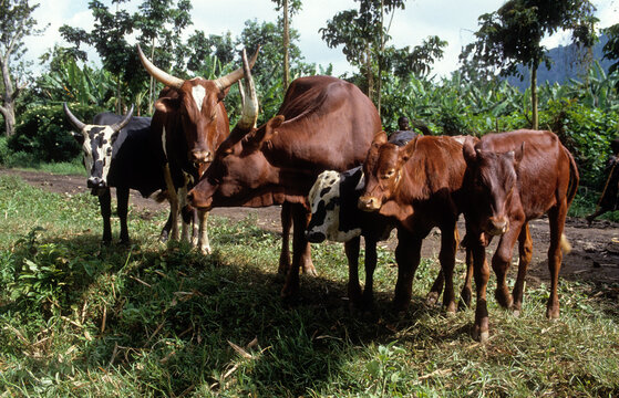 Vache, race &agrave; grandes cornes, femelle et jeune, R&eacute;publique D&eacute;mocratique du Congo