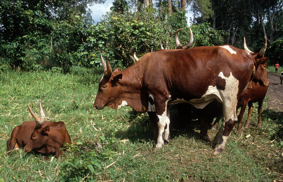 Vache, race &agrave; grandes cornes, femelle et jeune, R&eacute;publique D&eacute;mocratique du Congo