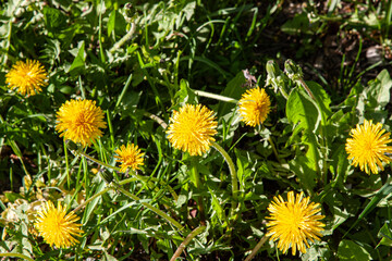 Obraz premium Yellow flowers. A yellow meadow of dandelion flowers among the grass. Spring and summer natural background with bright colors.