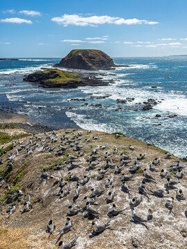 Scenic Coastal Rock with Birds in Phillip Island, Australia