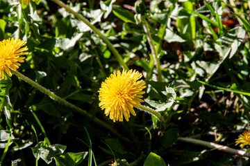 Yellow flowers. A yellow meadow of dandelion flowers among the grass. Spring and summer natural background with bright colors.