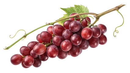 Fototapeta premium Close-up of a fresh, ripe bunch of red grapes, juicy and sweet, isolated on white