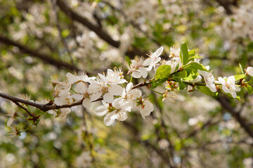 White cherry flowers on branch. Close up of beautiful white flowers of fruit tree against blurred background on sunny spring day, selective focus. Spring background with fruits tree blooming.
