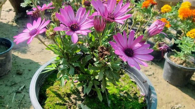 Dimorphotheca, Cape marguerite or the rain daisy