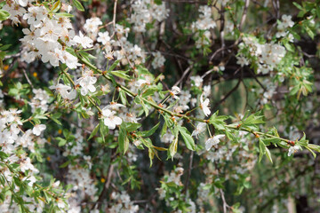 White cherry flowers on branch. Close up of beautiful white flowers of fruit tree against blurred background on sunny spring day, selective focus. Spring background with fruits tree blooming.