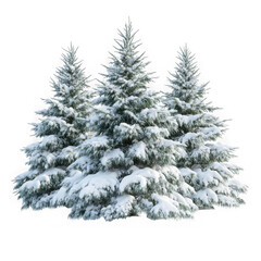 Obraz premium Snowy pine trees winter evergreen forest nature landscape christmas holiday season scenery isolated on transparent background