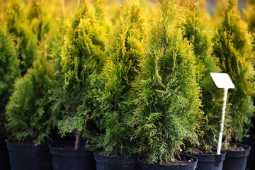 Neat rows of pots with green thuja seedlings