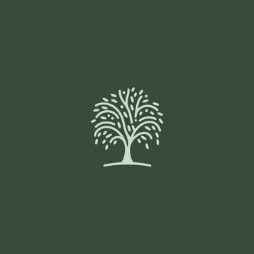 Willow tree logo in graceful and minimalist illustration style.