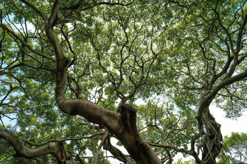 Amazing banyan spread at Sai Ngam Park, Phi Mai District, Nakhon Ratchasima Province, Thailand.