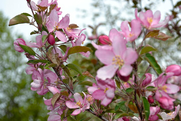 decorative apple tree blooms pink in spring