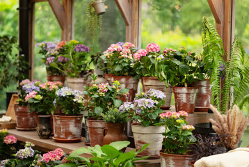 Colorful potted flowers arranged on wooden shelves in a cozy greenhouse, surrounded by garden tools and natural decor.