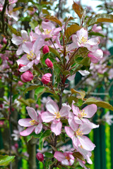 decorative apple tree blooms pink in spring