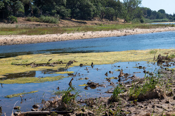 rice field in thailand