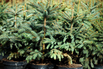 Saplings of pine, spruce, fir and other coniferous trees in pots in plant nursery