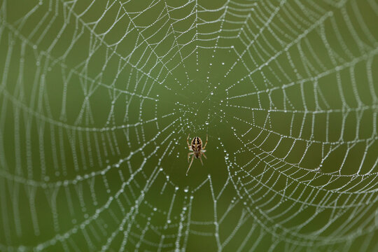 Close up of a Spider in a Web