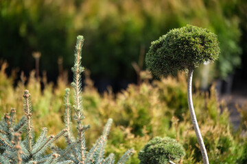 Saplings of pine, spruce, fir and other coniferous trees in pots in plant nursery