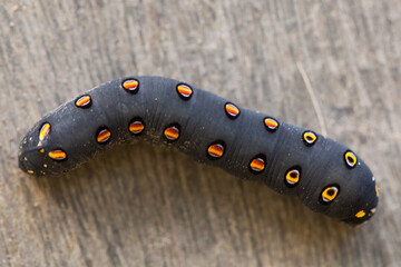 Close up of a black caterpillar with orange spots